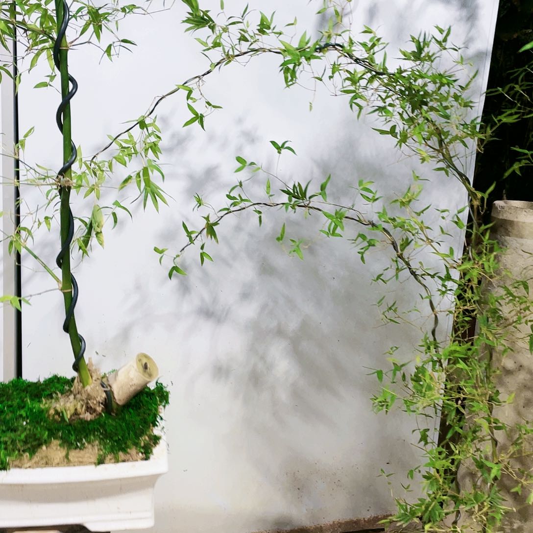 小叶簕竹熟桩熟料盆包邮