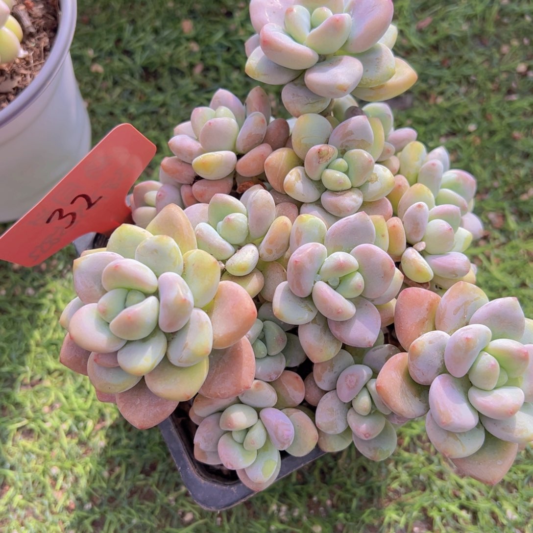 香玉的故事是一个人的故事吗我