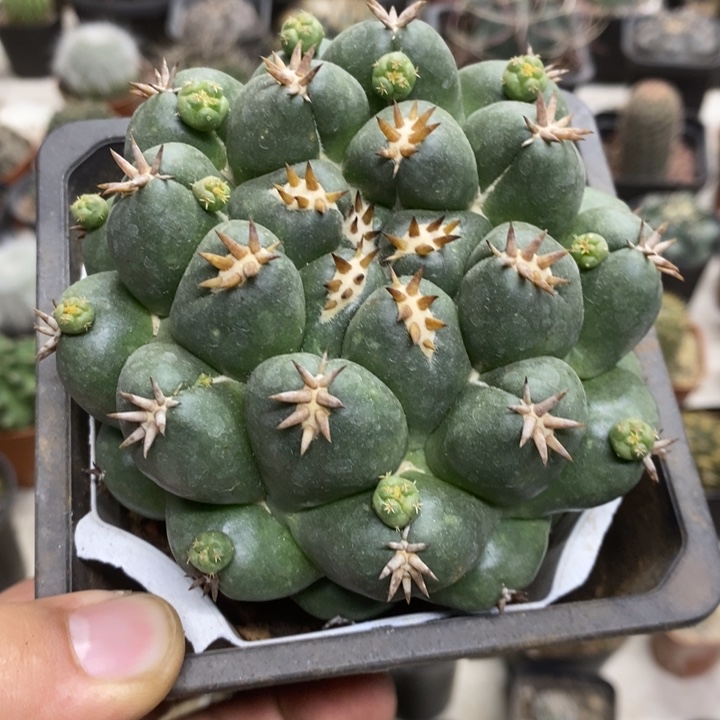 马***师大号短豪刺象牙特价