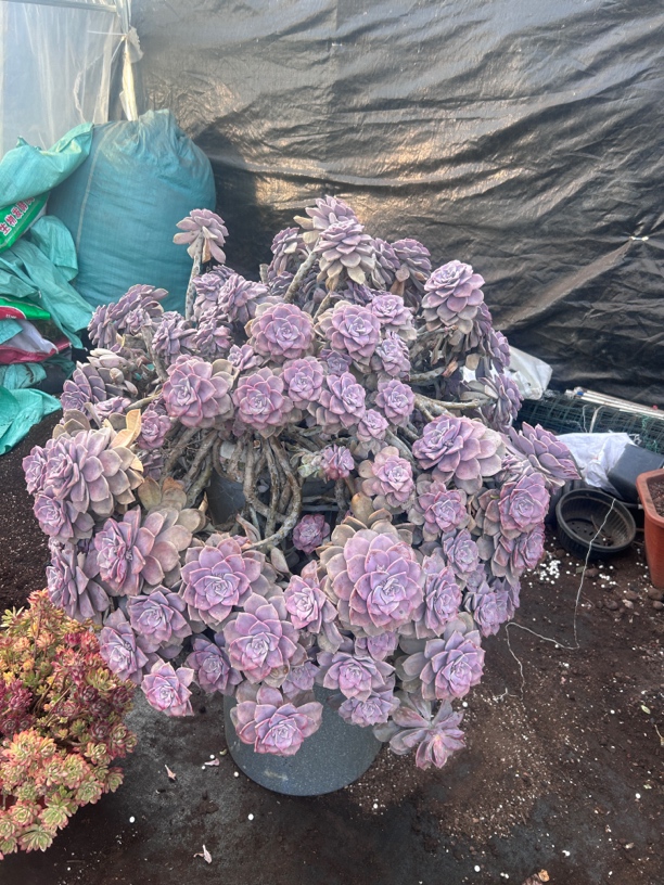 皮皮多肉 一物一拍 （偏远地区不包邮）