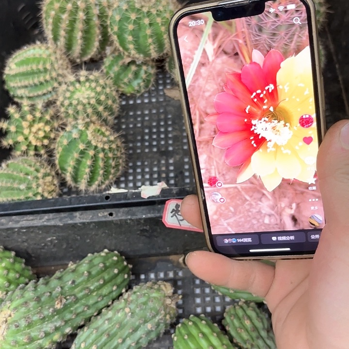 冰与火开花不稳定彩20包邮侧牙仙人球6