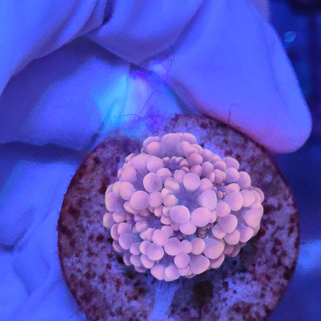 智海珊瑚不支持退货不包邮接受下单