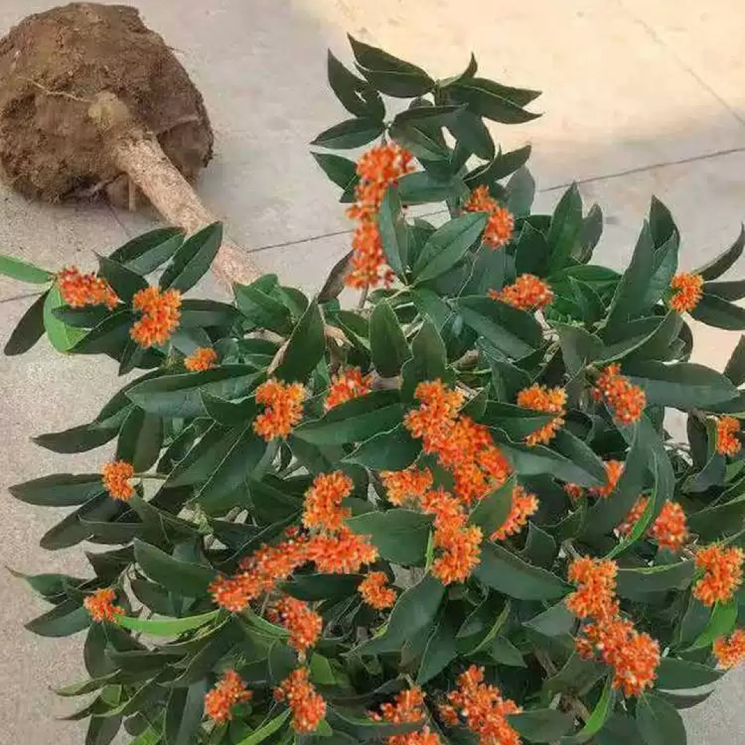 桂花树苗盆栽地栽开花浓香型金桂沉香桂丹桂庭院四季嫁接花卉植物