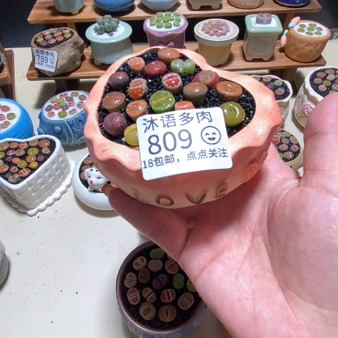 所见即所得 一物一拍809