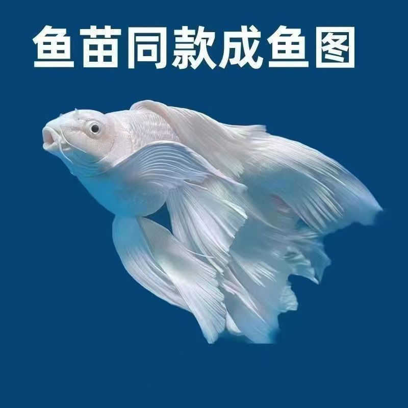 直播间专用链接一物一拍的正宗台湾球体短身石膏白蝴蝶鲤