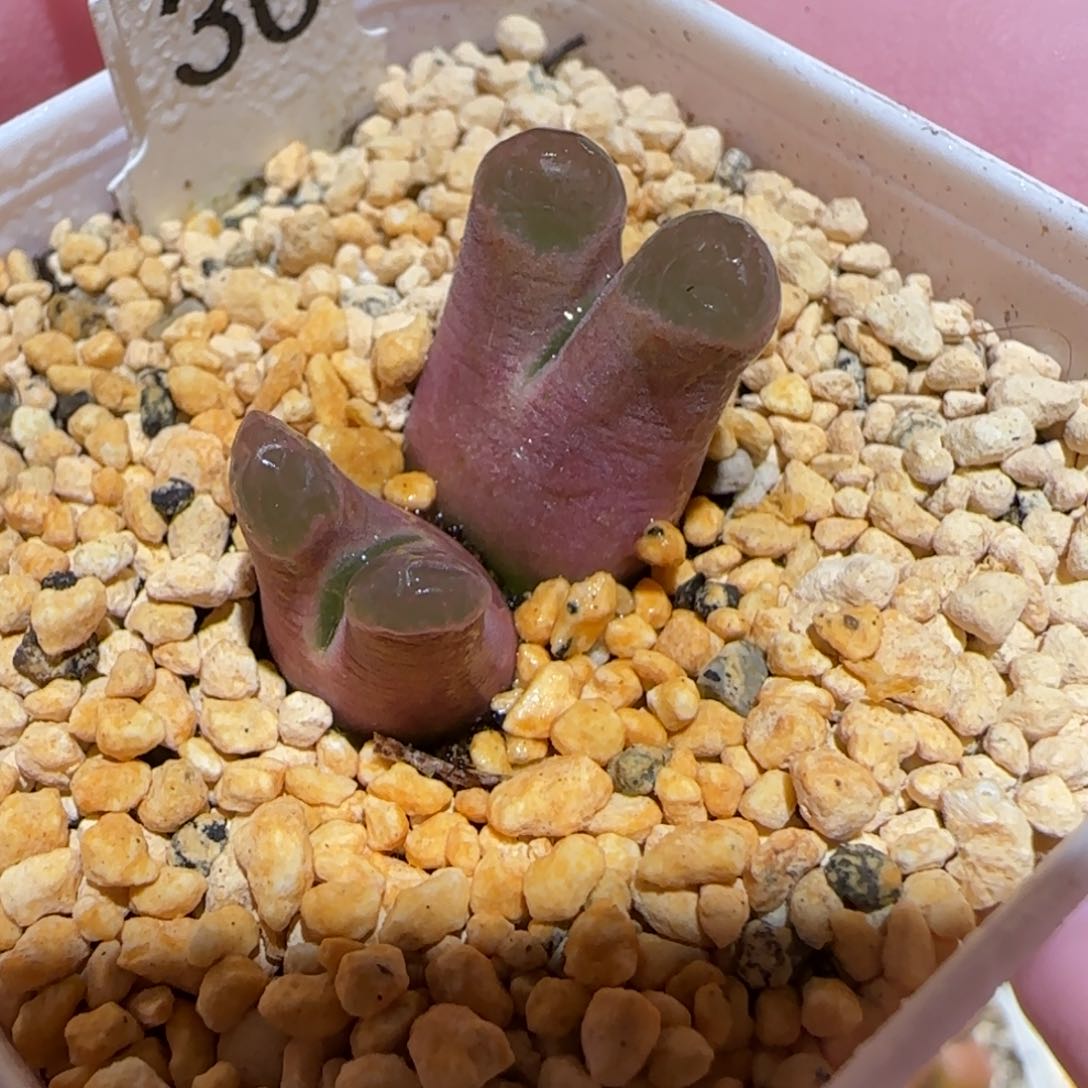 肉锥多肉植物百科6-磁铁692