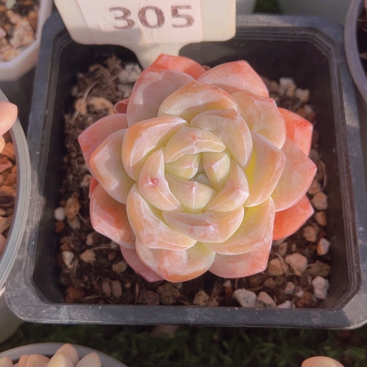 健健康康平平安安