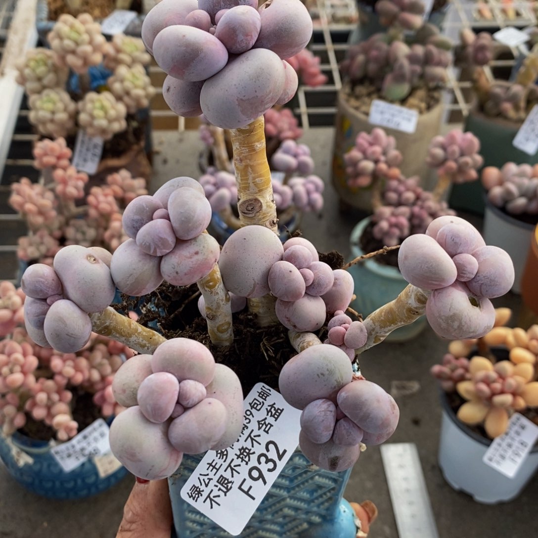 芭比奶酪932/10c m