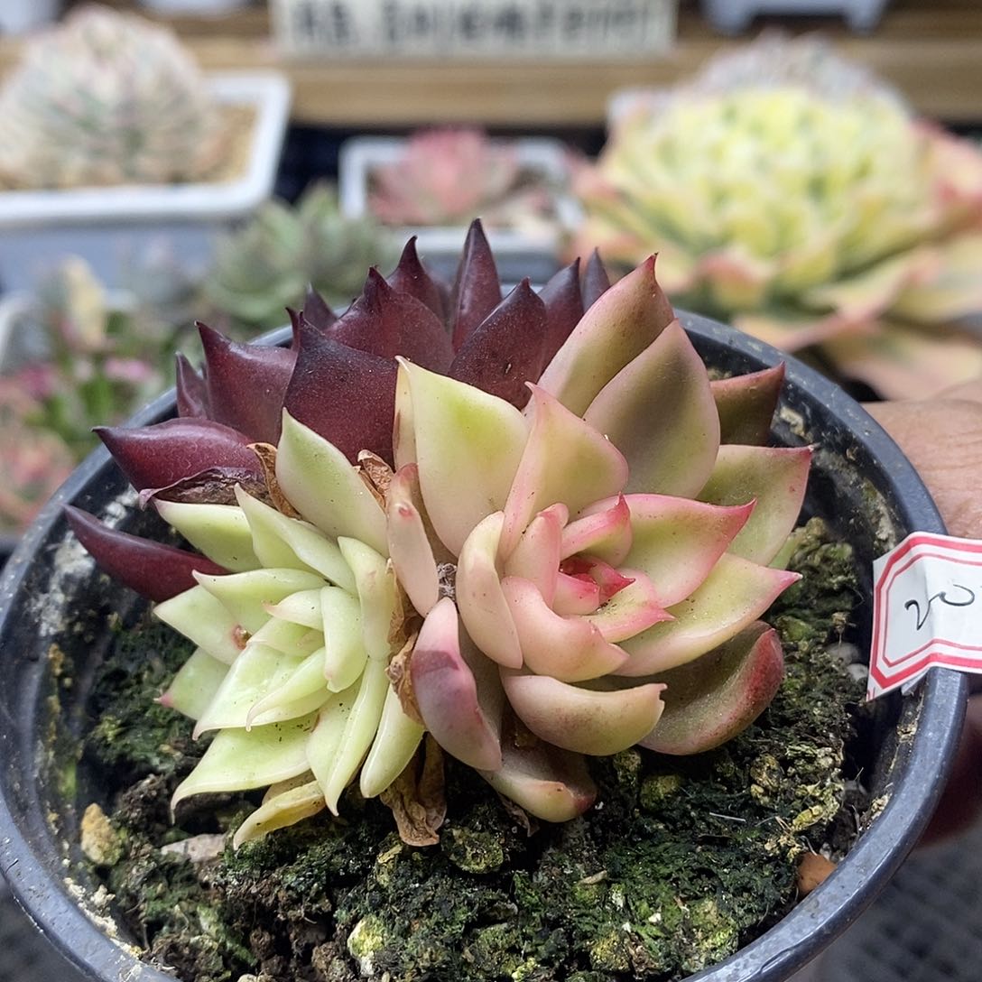 06204 野马东云宽覆轮锦