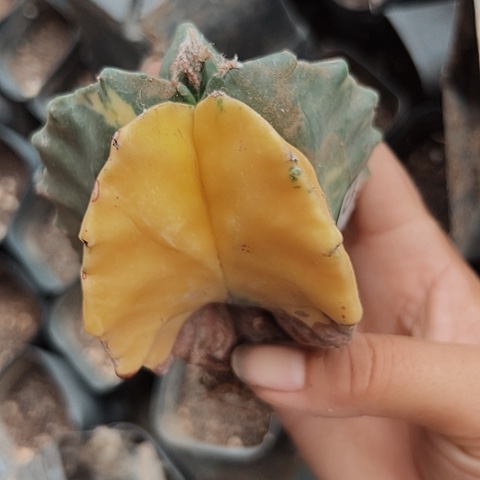 完全开放468仙人球