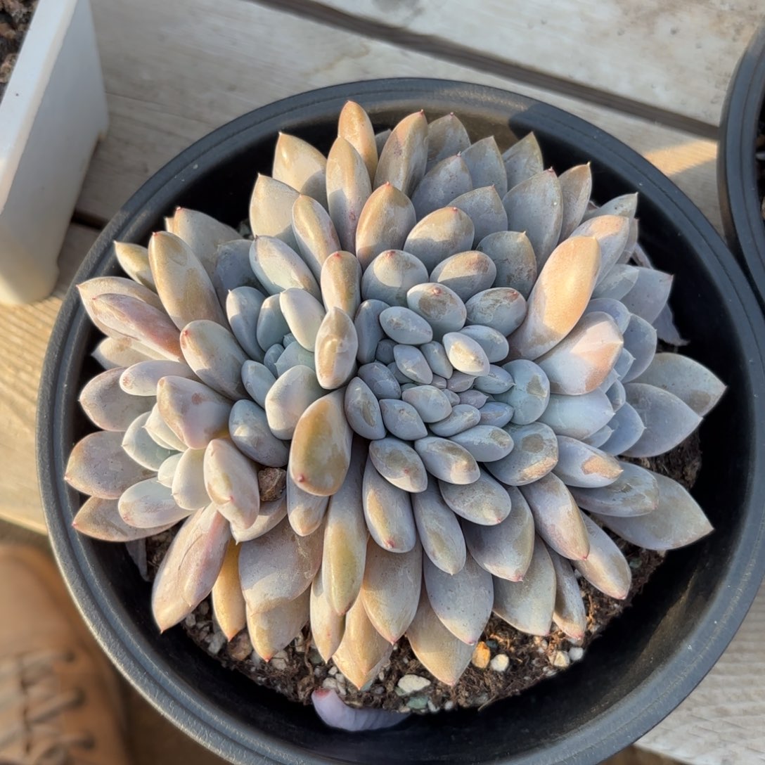 无花朵11111111111111111