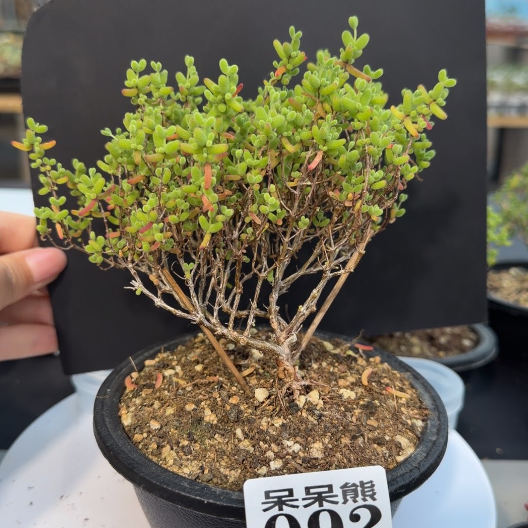 闪电购花卉园艺092