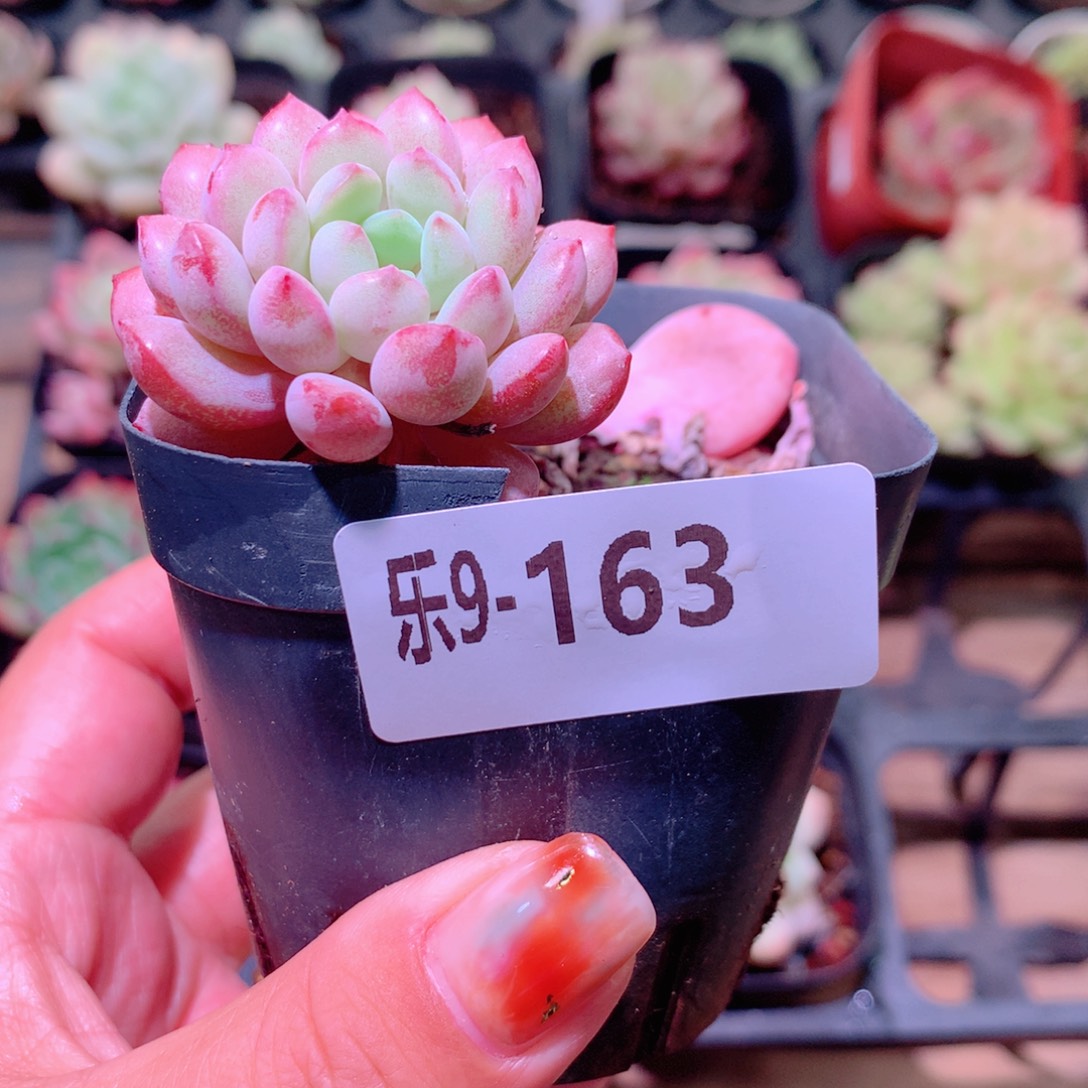 乐然9-163 珍珠豆 