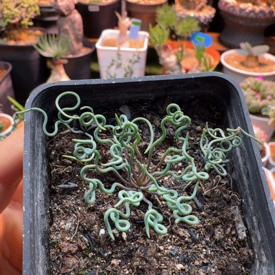 阿****方便面弹簧草955仙人球