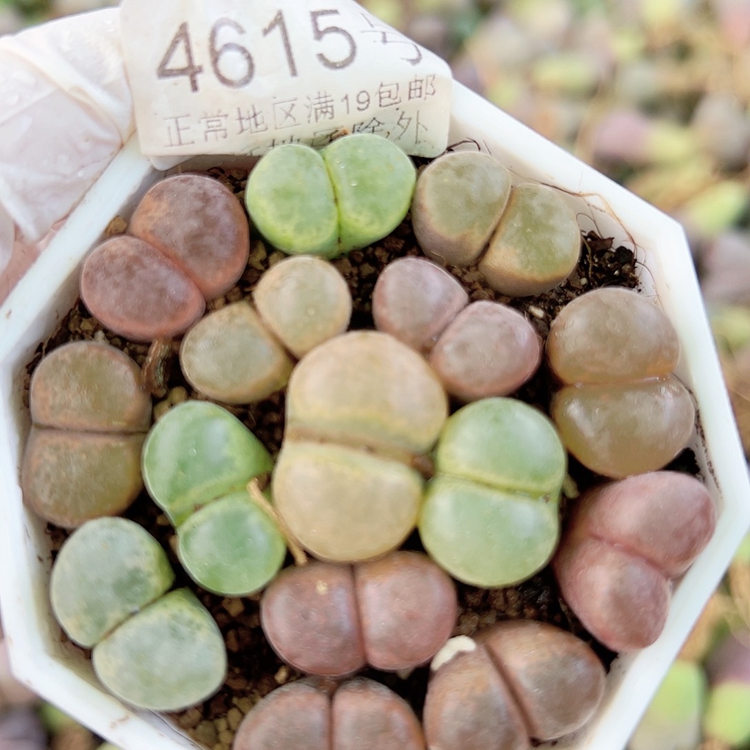 4615 好养易活生石花大母本