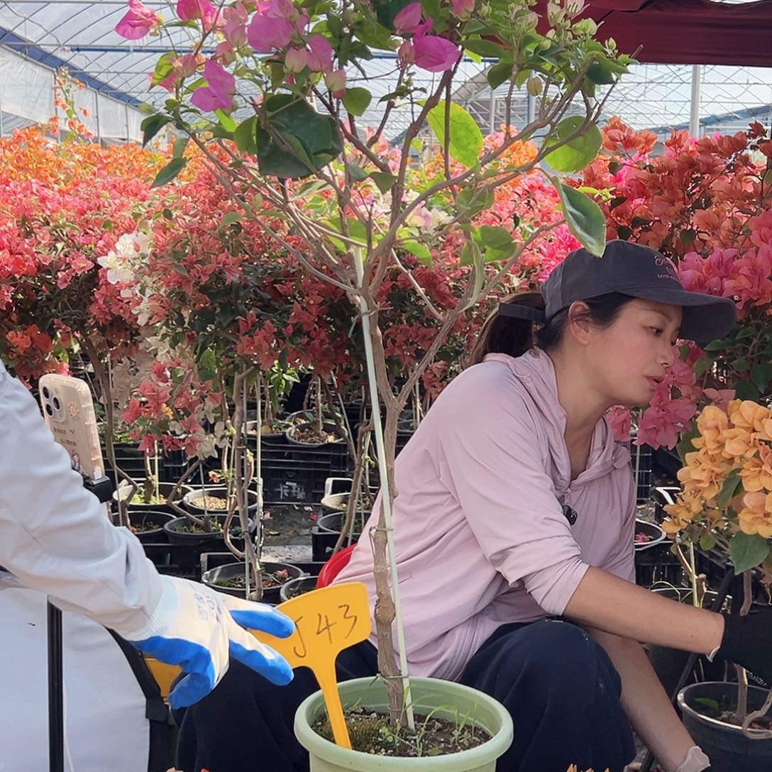 虎***妞大部分花苞少量开放J43宫粉