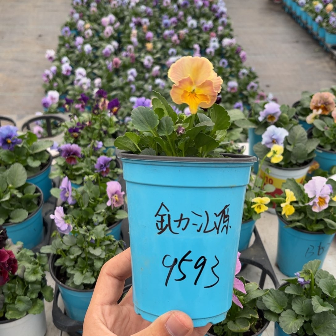 大部分花苞少量开放9593