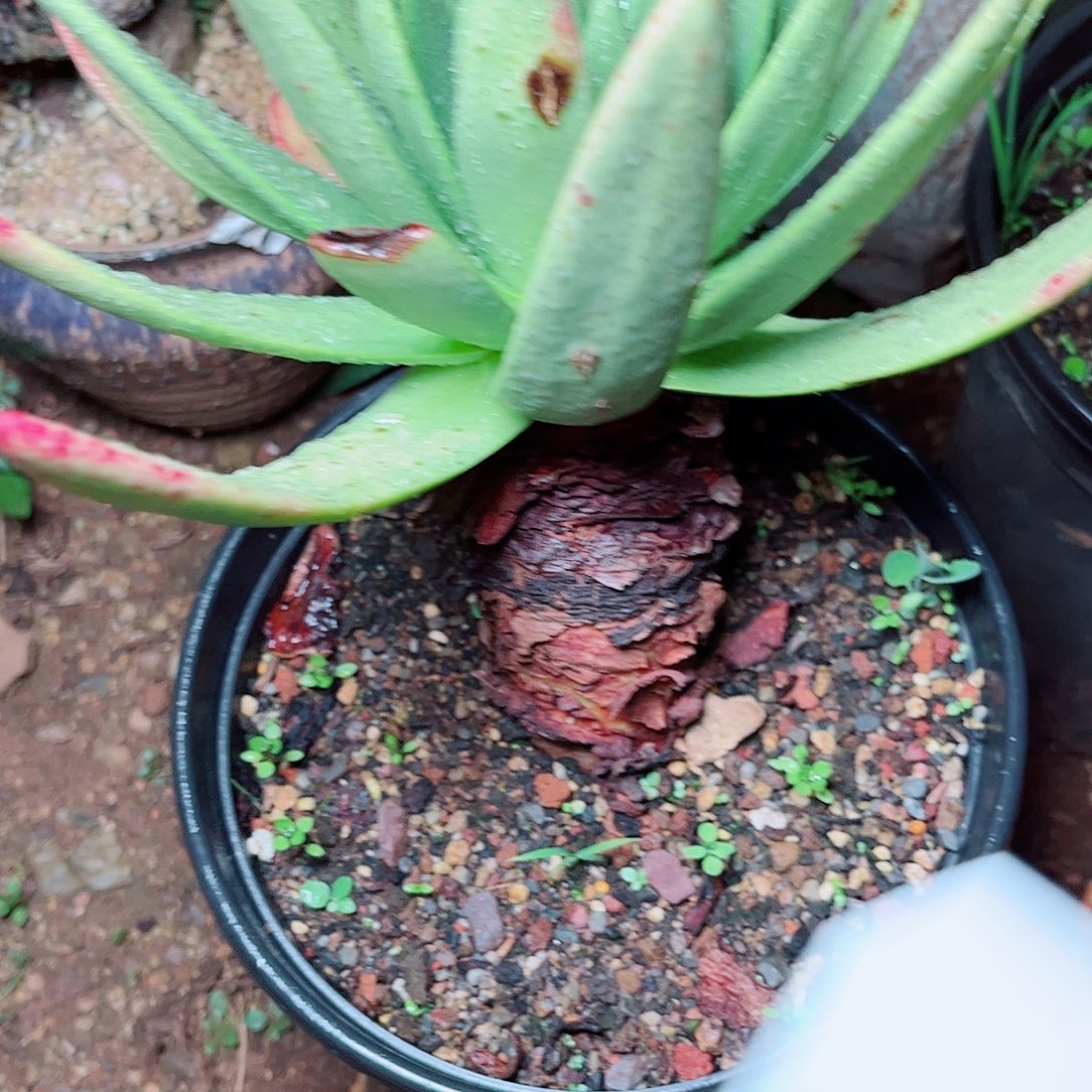 1779绿雪山仙女杯多肉