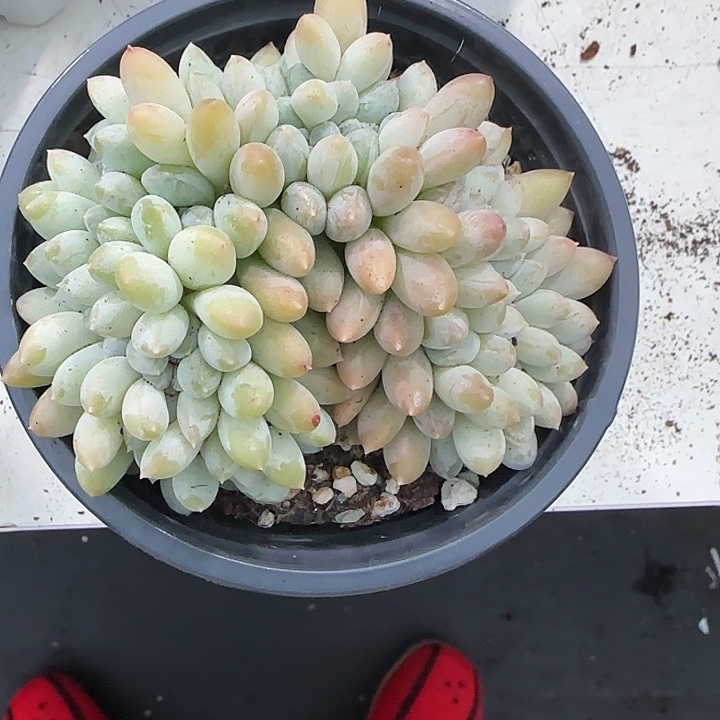 青蛙王子儿童牙膏套装11