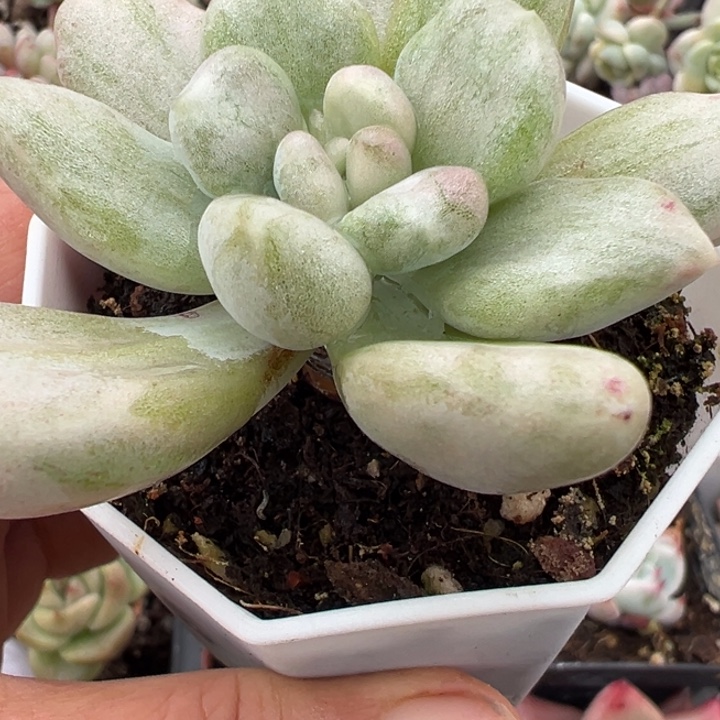 奥普虎斑拉丝锦多肉植物