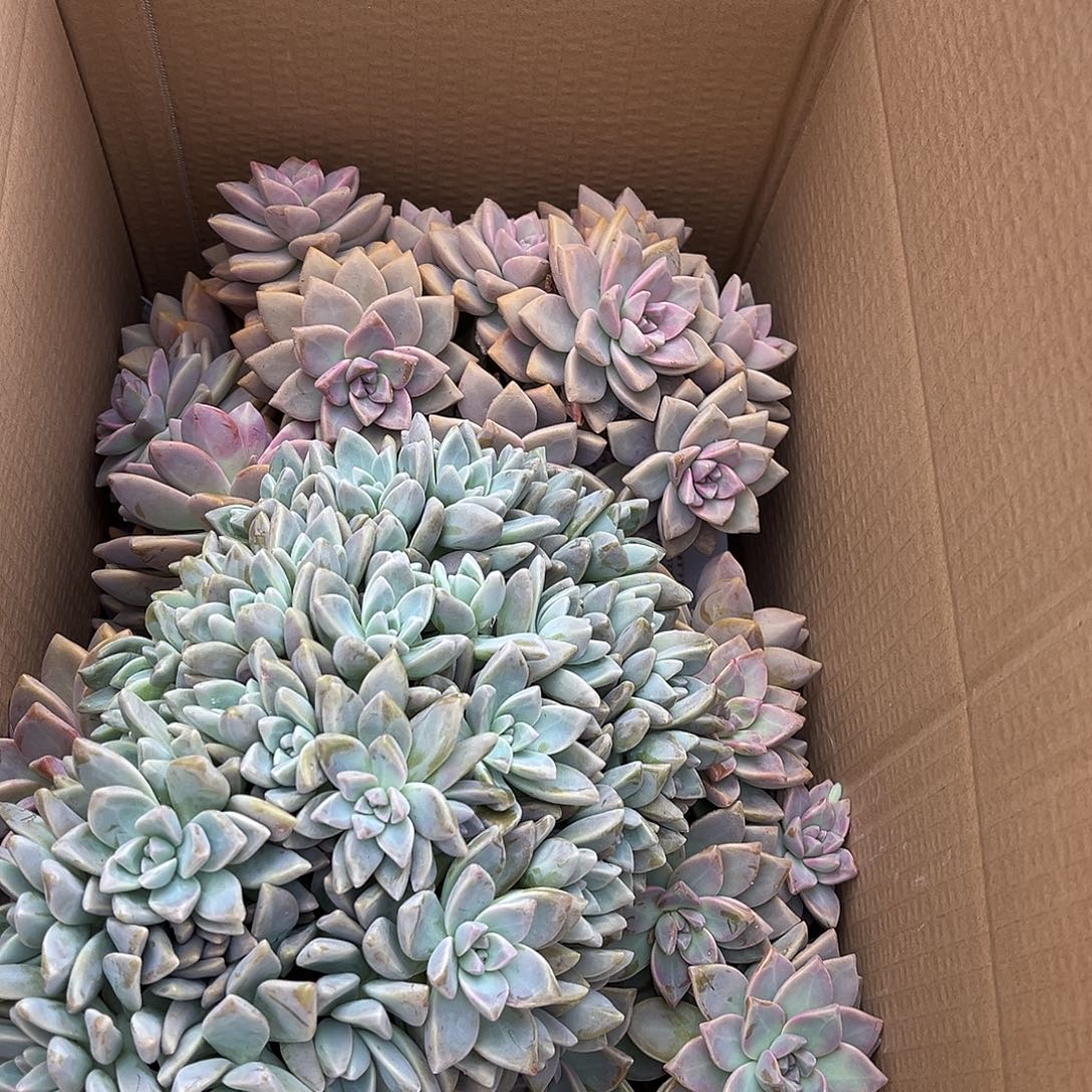 36号淡雪断枝断头不售后