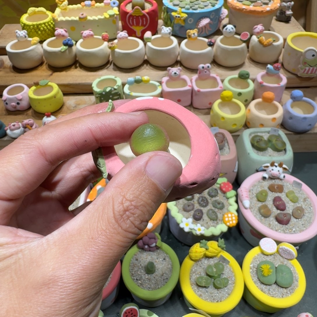 C***a蘑菇1178灯泡多肉植物