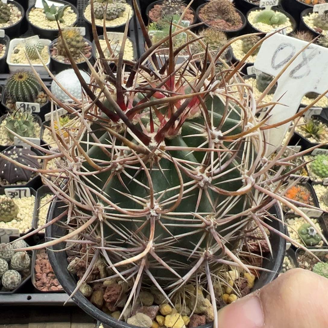 081林氏幻虾实生仙人球