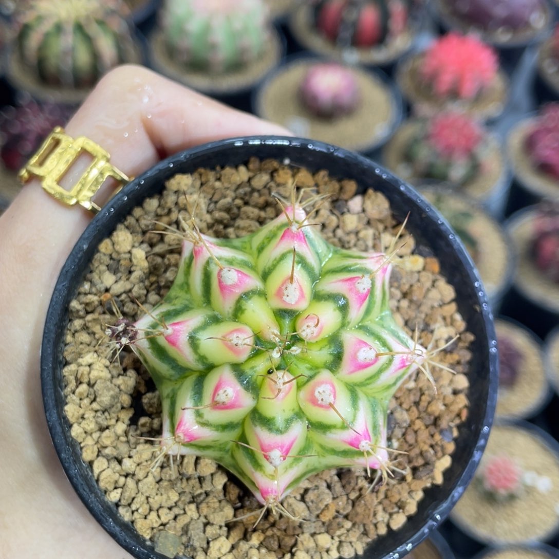 米哈星球0000000002