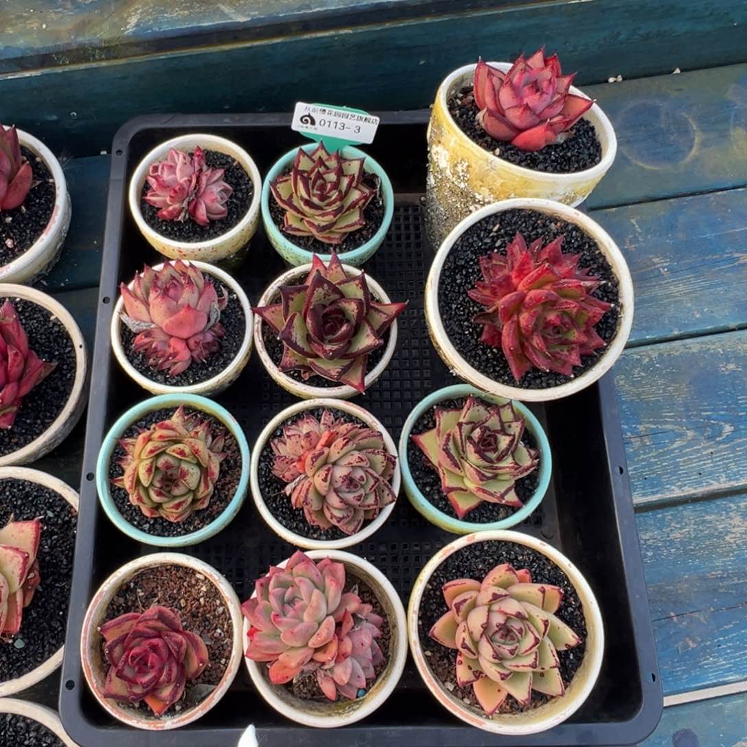 从前慢多肉精选编号0113.3