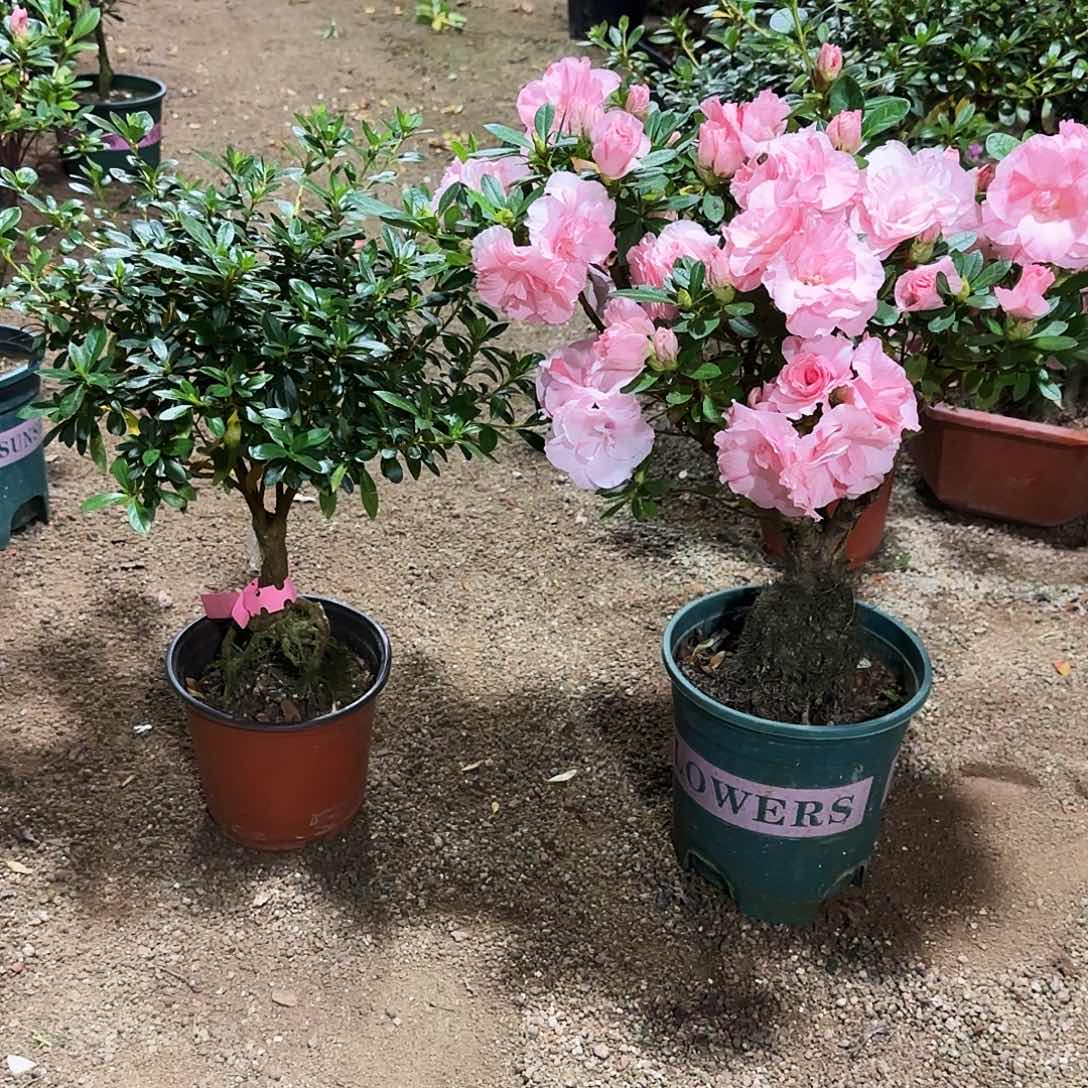 花***里无花朵杜鹃盆景老桩