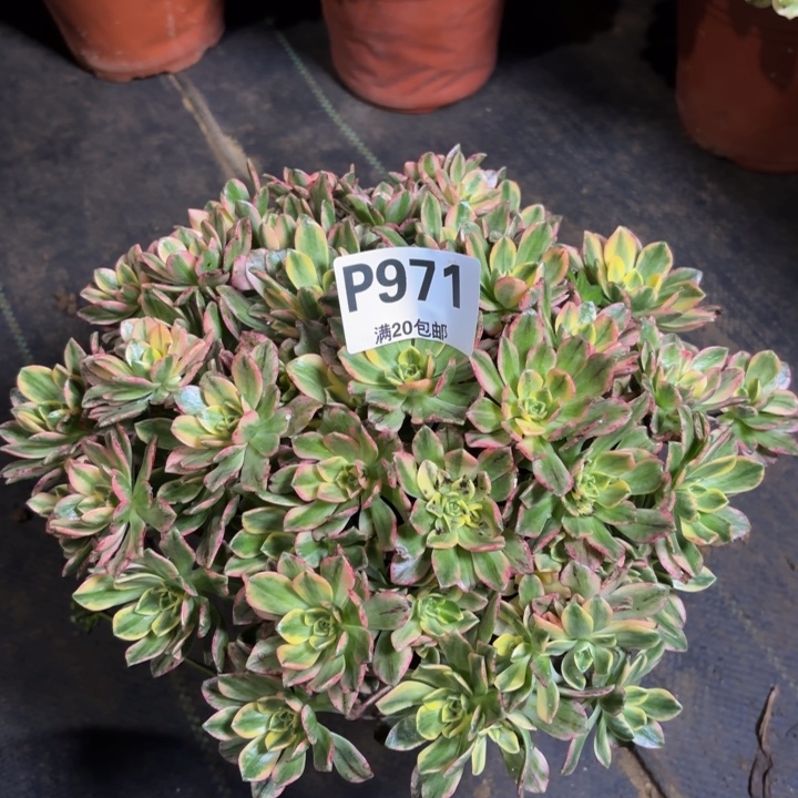 瑞妈，，，。。。。971甜茶，