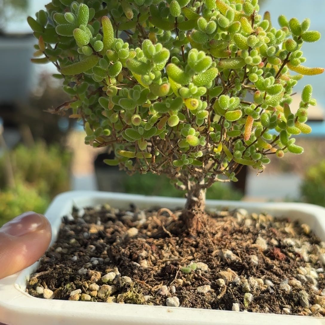 579蜜橘糖球枝干福路