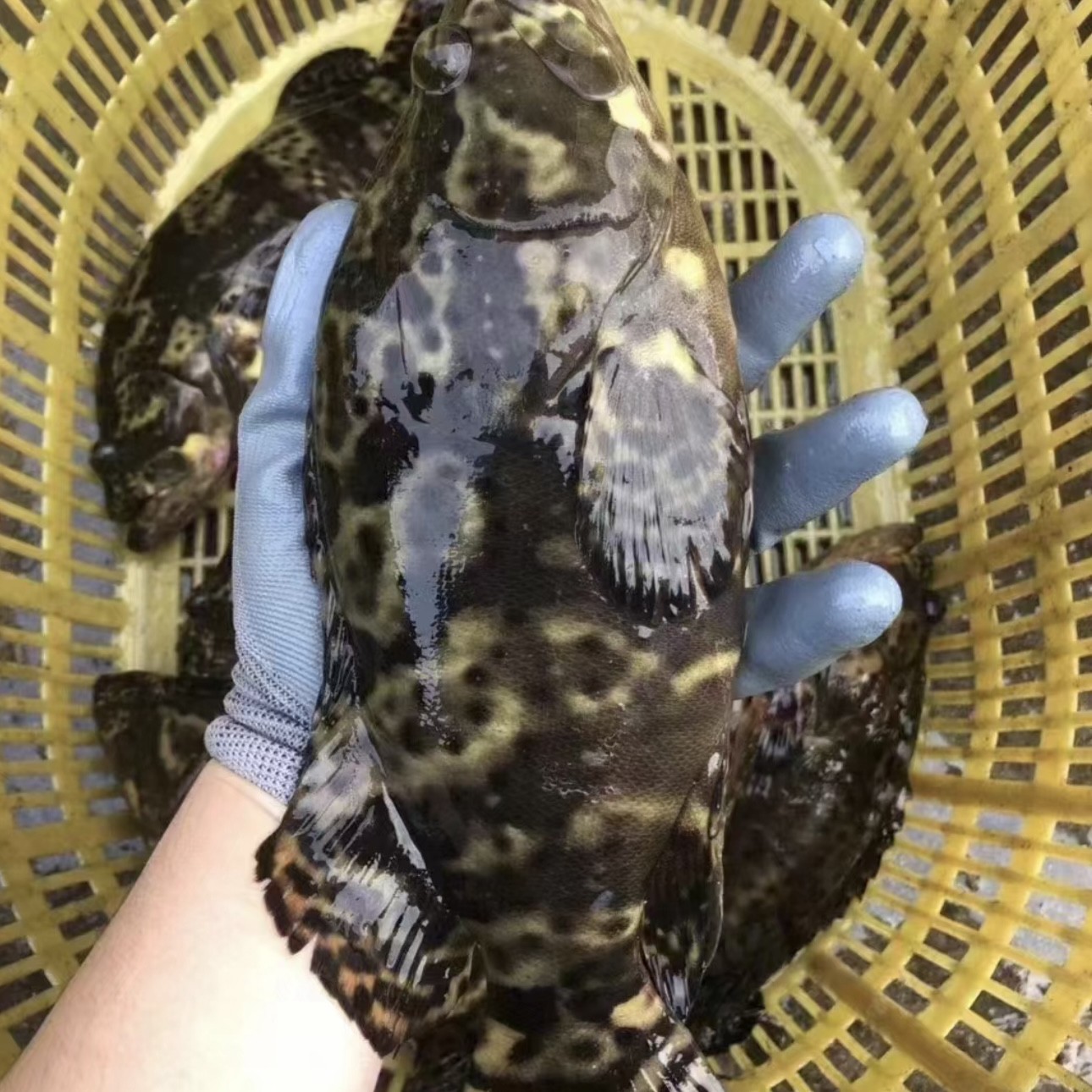 默认处理海南石斑鱼750克1条1.5斤不处理请备注