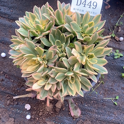 449甜茶多肉法师量拍