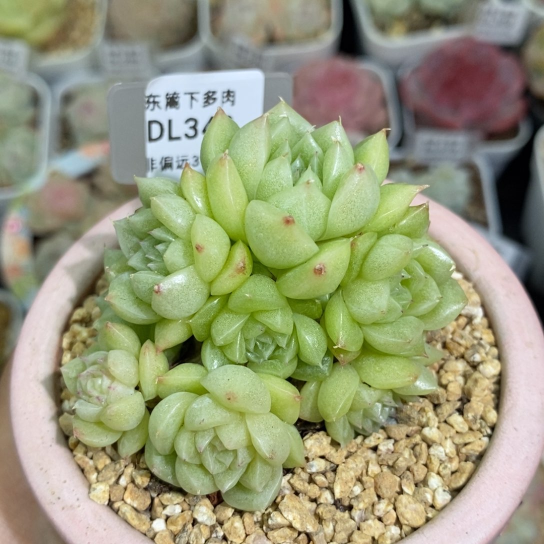 342东篱下多肉植物盆栽