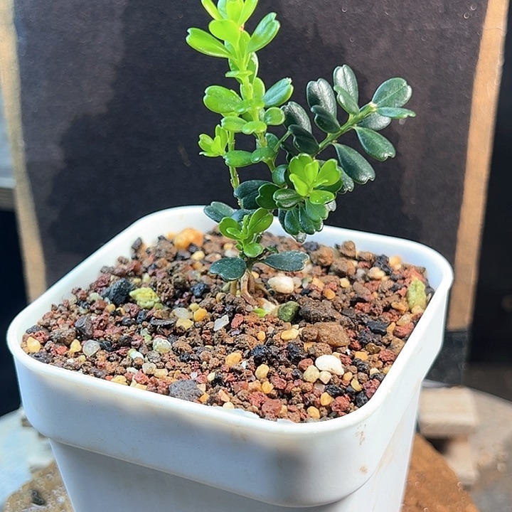 【闪购商品】无花朵v*c凤米黄杨一物一拍