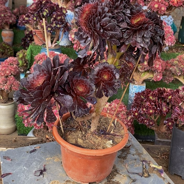 青*铜壶缀化多肉1颗多肉