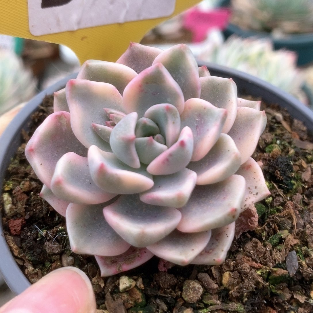 285红粉佳人锦锦锦锦