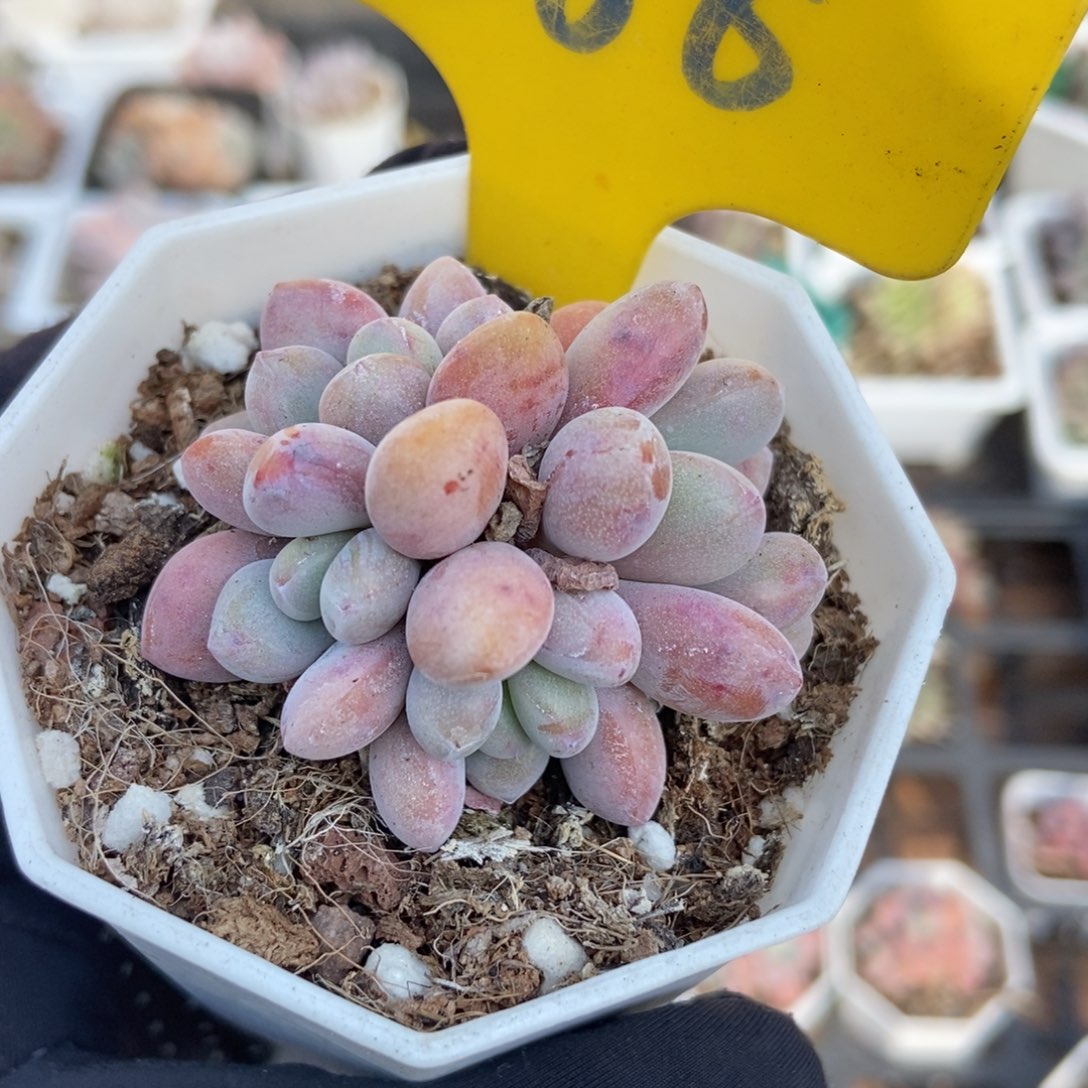 888粉兔多肉植物多肉