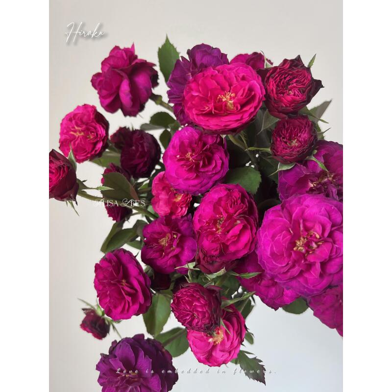 蓝莓玫瑰（两单顺丰包邮）