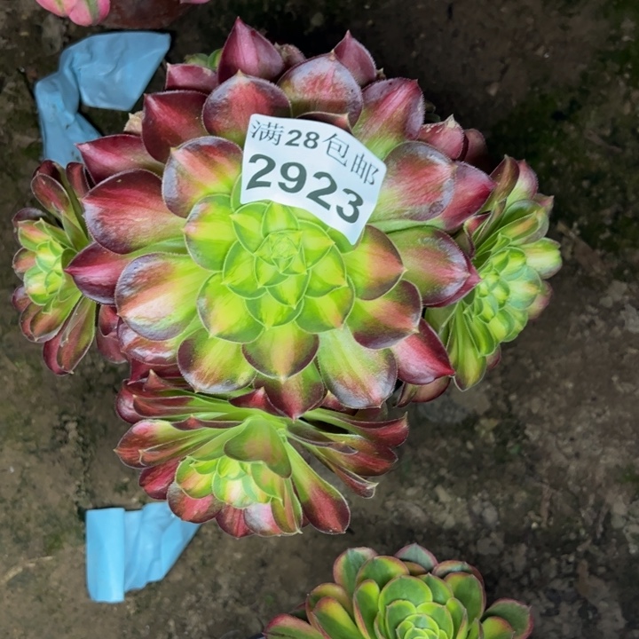 2923韶华多肉植物