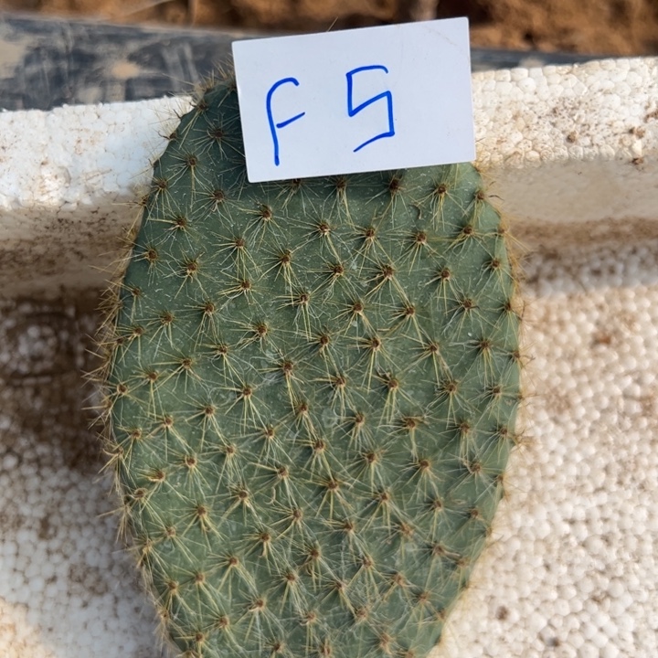 用***然F5金毛岛掌叶片10