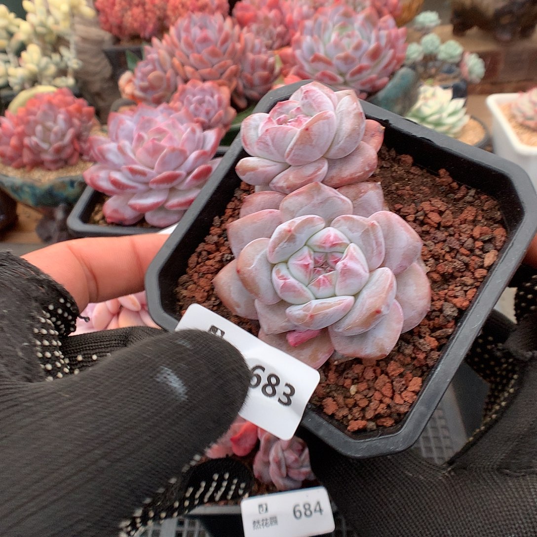 683星影多肉植物66666