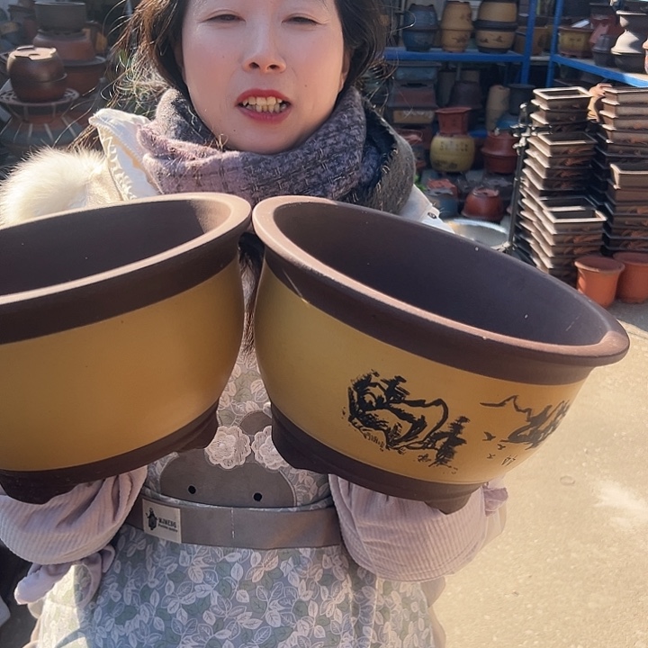 21+21黄色三角金钟花盆花盆