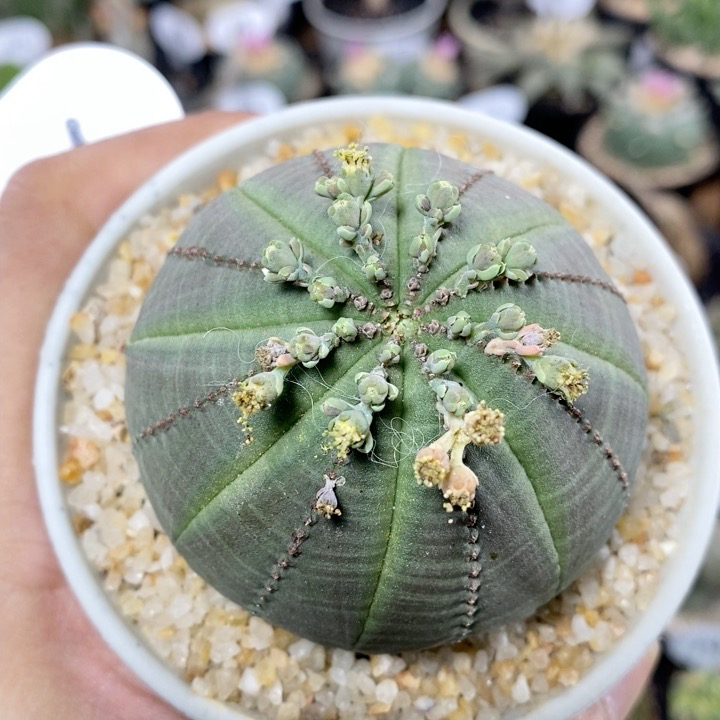 仙人球块根一物一拍 226号实生欧系布纹球 公 6.4cm