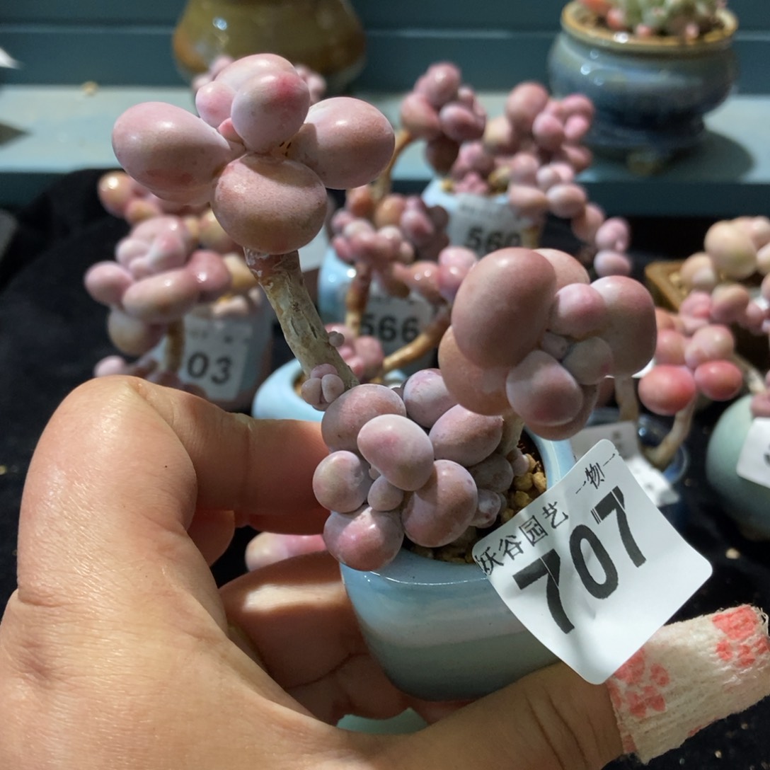 707糖果腰子蛋带盆土