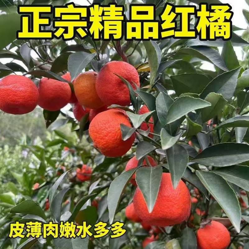正宗红橘新鲜当季水果红柑橘10年老树红桔薄皮无渣细嫩孕妇水果