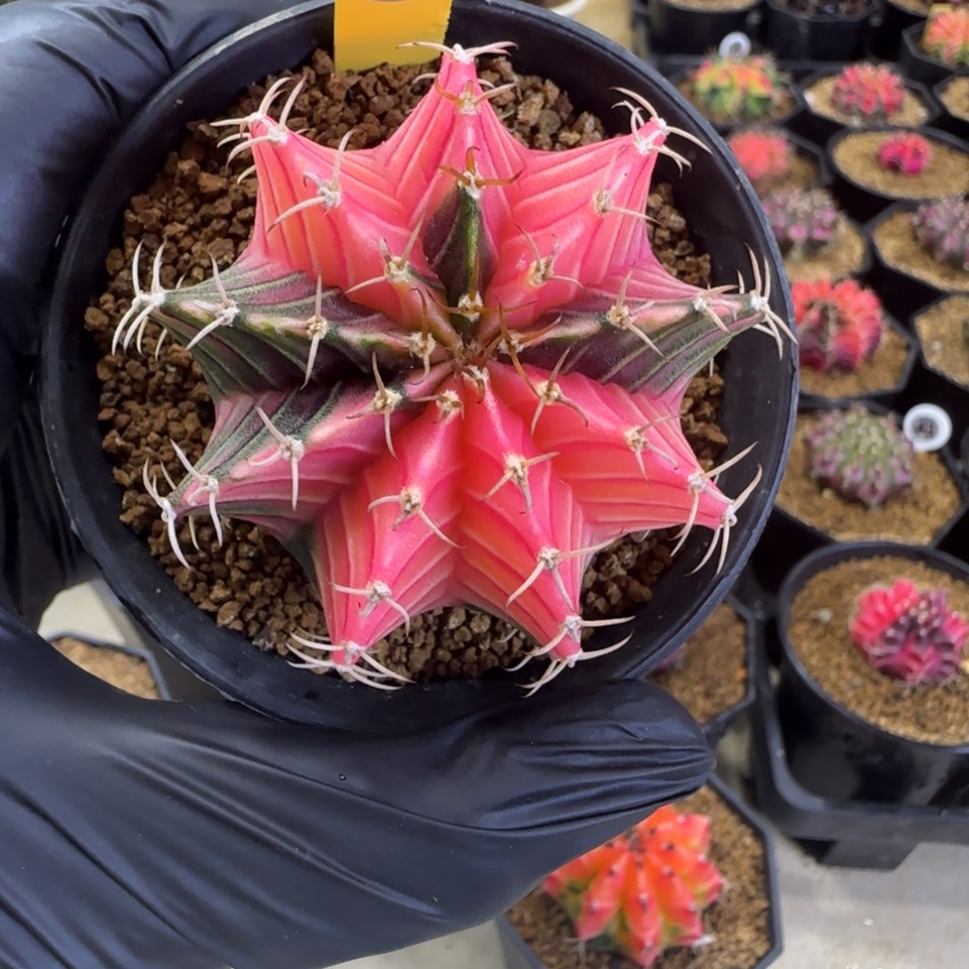 264号泰系实生肋骨锦