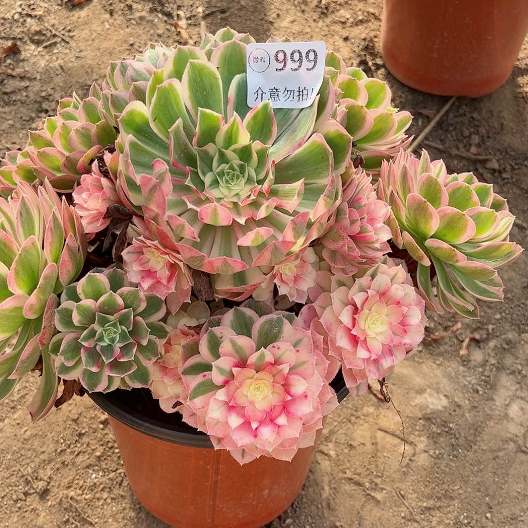 无花朵多肉植物999