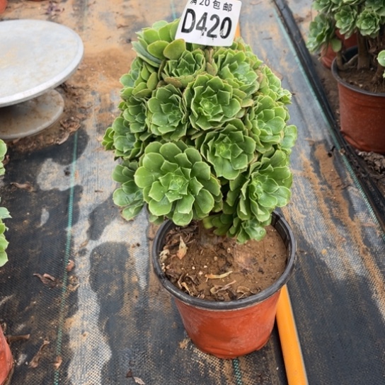 420绿羊绒不包断枝